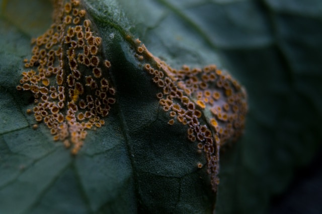 Plant Diseases