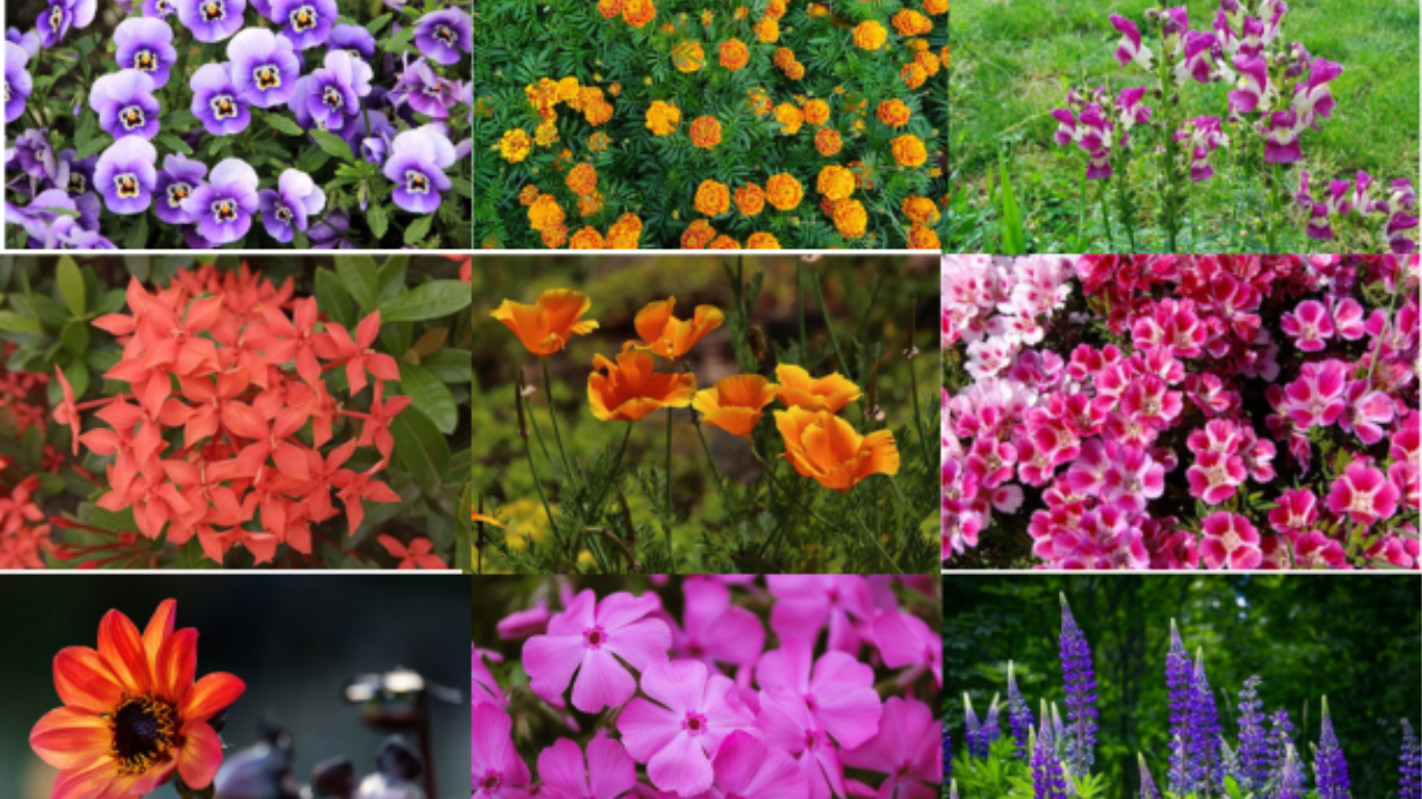 Best Flowers For Summer and Rainy Season: